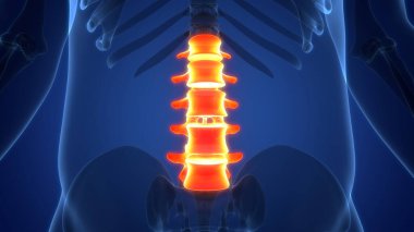 İnsan İskelet Sistemi Anatomisi 'nin omurga omurgası bel omuru omurgası. Üç Boyut