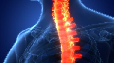 İnsan iskelet sistemi anatomisinin omurilik omurgası. Üç Boyut