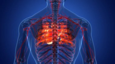 İnsan Dolaşım Sistemi Kalp Anatomisi. Üç Boyut