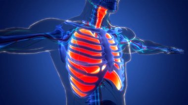 İnsan Solunum Sistemi Akciğerleri Anatomisi. Üç Boyut