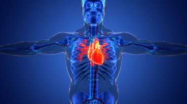 İnsan Dolaşım Sistemi Kalp Anatomisi. Üç Boyut