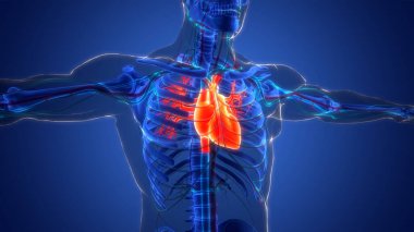 İnsan Dolaşım Sistemi Kalp Anatomisi. Üç Boyut