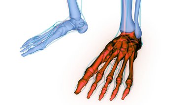 İnsan iskelet sistemi ayak kemiği eklemleri anatomisi. Üç Boyut
