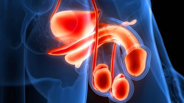 Erkek Üreme Sistemi Anatomisi. Üç Boyut