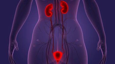 İnsan iç organları ve idrar sistemi anatomisi. Üç Boyut