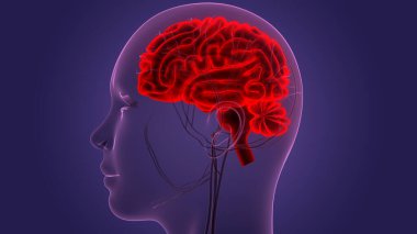 İnsan Merkezi Sinir Sistemi Beyin Anatomisi. 3d