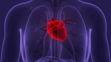 İnsan Dolaşım Sistemi Kalp Anatomisi. Üç Boyut