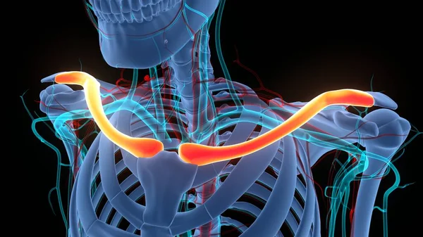 Sistema Esquelético Humano Clavícula Articulaciones Óseas Anatomía — Foto de Stock