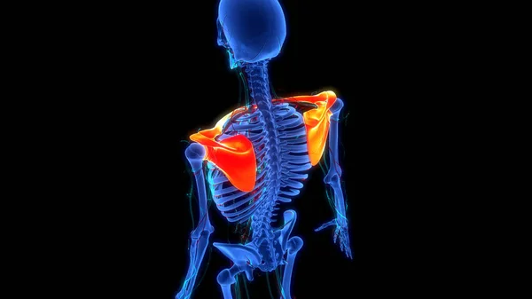 Ludzki System Szkieletowy Pectoral Shoulders Girdle Bones Stawy Anatomia — Zdjęcie stockowe