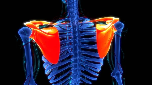 ヒューマンスケルトンシステム小片 ガールボーン関節解剖学 — ストック写真
