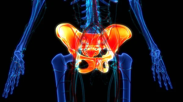 Human Skeleton System Pelvic Girdle Bone Joints Anatomy — стокове фото