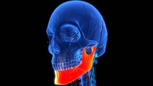 Nsan Skelet Sistemi Kafatası Kemik Parçaları Anatomisi Boyut — Stok fotoğraf