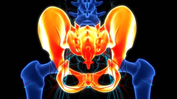 스켈턴 시스템 Pelvic Girdle Bone Joints Anatomy — 스톡 사진