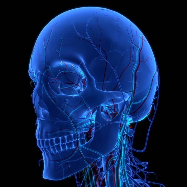 Anatomia Delle Parti Ossee Del Cranio Del Sistema Scheletrico Umano — Foto Stock