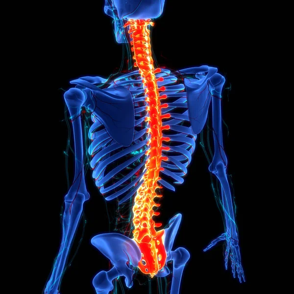 人体骨骼系统解剖的脊髓垂直脑柱 — 图库照片