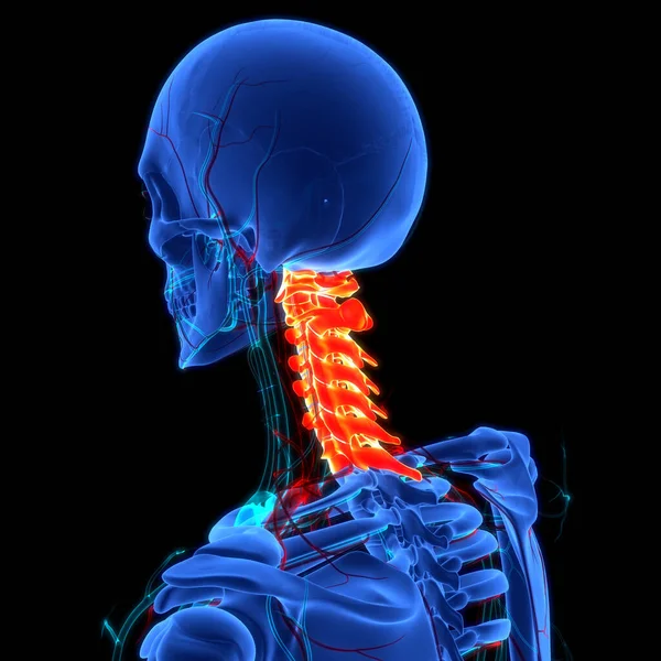 Spinal cord Anatomy (Cervical vertebrae). 3D - Illustration