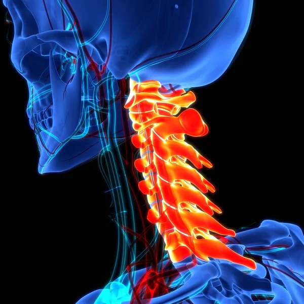 Spinal cord Anatomy (Cervical vertebrae). 3D - Illustration