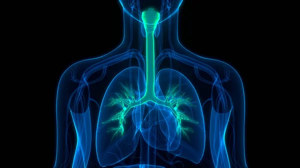 Human Respiratory System Lungs Anatomy — стокове фото