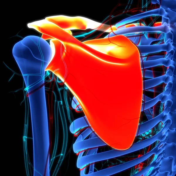 Sistema Esqueleto Humano Anatomia Das Articulações Dos Ossos Cinto Pectorial — Fotografia de Stock