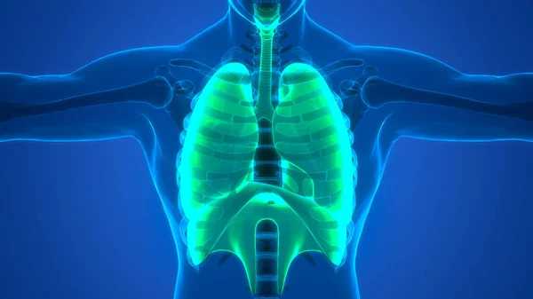 Human Respiratory System Lungs Diaphragm Anatomy — стокове фото