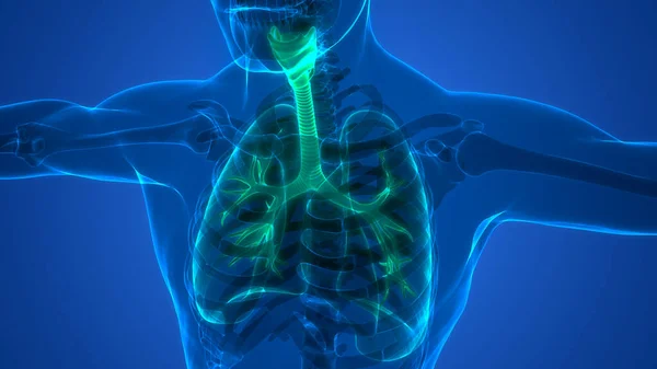 Human Respiratory System Lungs Anatomy — стокове фото