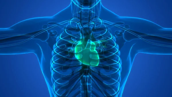 Sistema Circulatorio Humano Anatomía Del Corazón — Foto de Stock