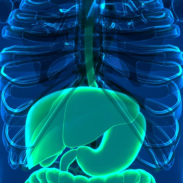 Human Internal Digestive Organ Liver Anatomy — Stock Photo, Image