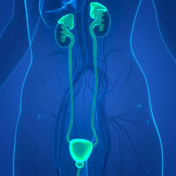 Organi Interni Umani Con Anatomia Del Sistema Urinario — Foto Stock