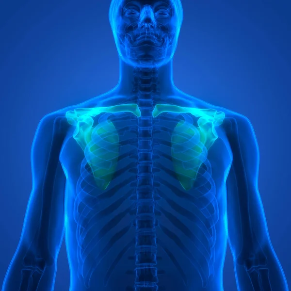 İnsan iskelet sistemi Göğüs Korsesi Eklemleri Anatomisi. Üç Boyut