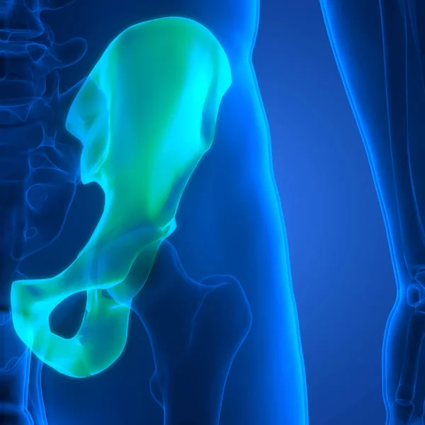 Ανθρώπινο Skeleton Σύστημα Ισχίου Αρθρώσεις Οστών Ανατομία — Φωτογραφία Αρχείου