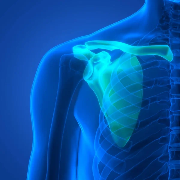 Menschliches Skelettsystem Brustgürtel Knochengelenke Anatomie — Stockfoto