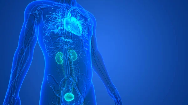 人类循环系统心脏解剖和泌尿系统解剖 — 图库照片