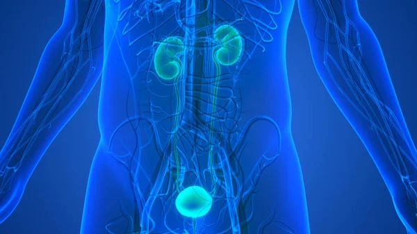 Órganos Internos Humanos Con Anatomía Del Sistema Urinario — Foto de Stock