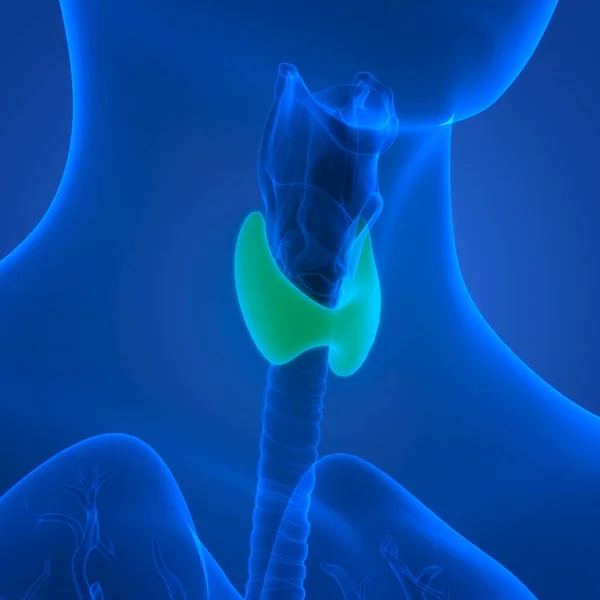 Human Body Glands Thyroid Gland Anatomy. 3D