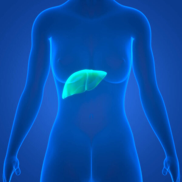 Human Internal Digestive Organ Liver Anatomy. 3D