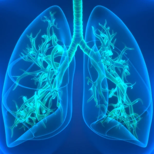 Human Respiratory System Lungs Anatomy — стокове фото