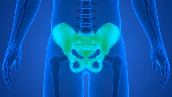 Människans Skelett System Hip Bone Joints Anatomi Tredimensionell — Stockfoto