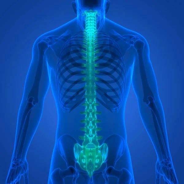 Spinal Cord Vertebral Column Human Skeleton System Anatomy 약자이다 — 스톡 사진