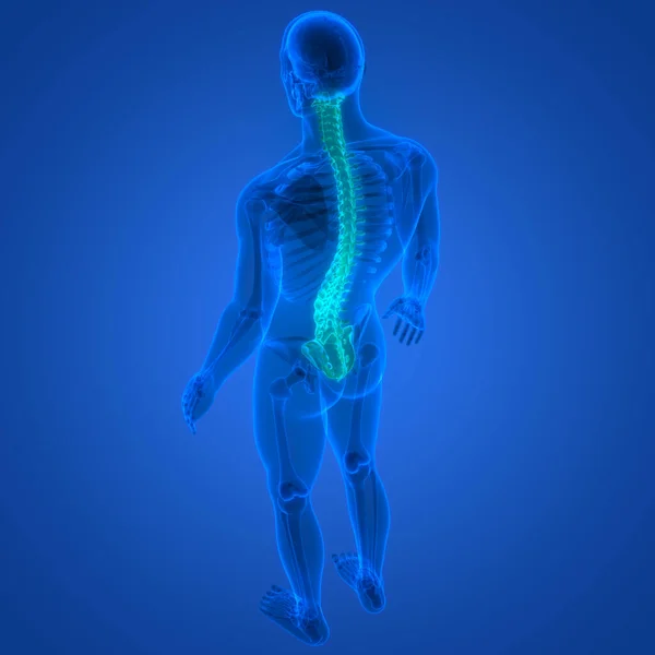 Spinal Cord Vertebral Column Human Skeleton System Anatomy — стокове фото