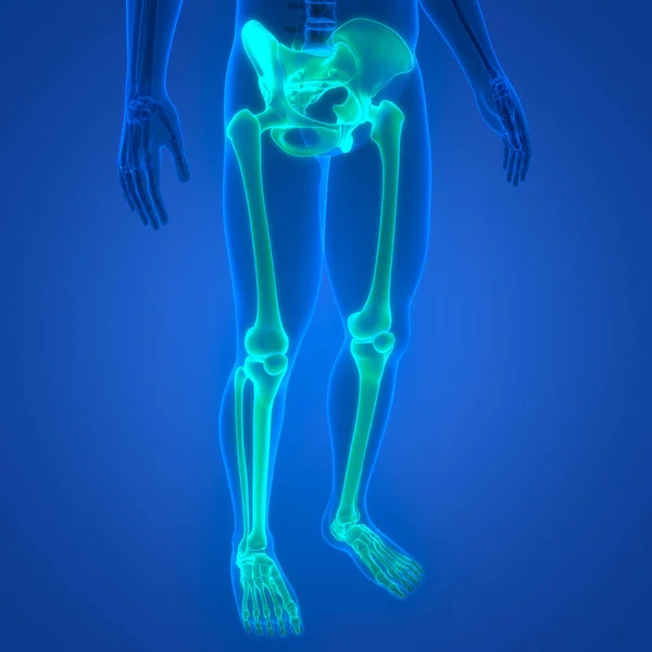 ヒトの骨格系低手足骨関節解剖学 — ストック写真