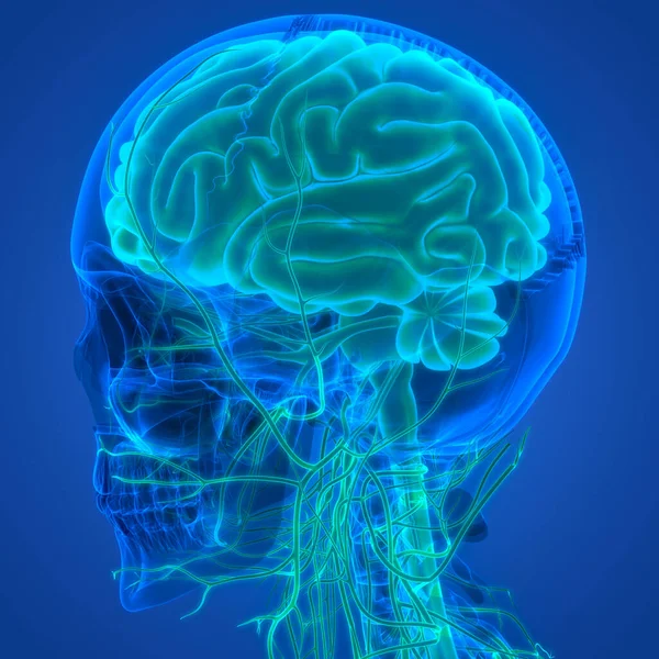 Anatomía Cerebral Del Sistema Nervioso Central Humano —  Fotos de Stock