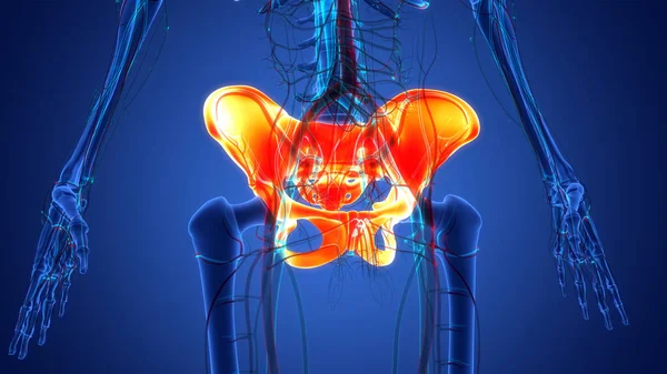 Ανθρώπινο Skeleton Σύστημα Πυελική Ζώνη Των Οστών Αρθρώσεις Ανατομία — Φωτογραφία Αρχείου