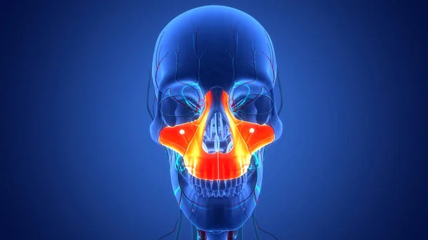 人体骷髅系统骷髅骨部分最大骨解剖 — 图库照片