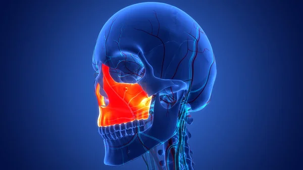 Sistema Esqueleto Humano Peças Osso Caveira Maxilla Anatomia — Fotografia de Stock