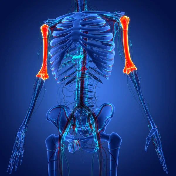 Ludzki System Szkieletowy Humerus Bones Stawy Anatomia — Zdjęcie stockowe