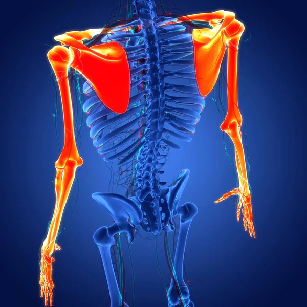 Sistema Esqueleto Humano Ossos Mãos Articuladas Anatomia Ilustração — Fotografia de Stock