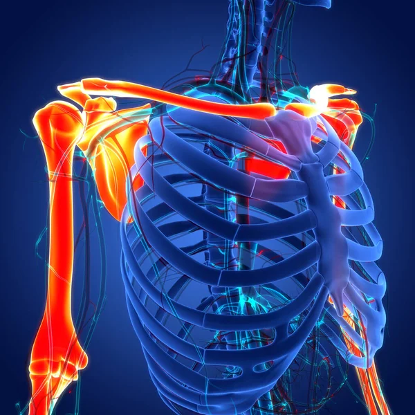Ανθρώπινο Σκελετικό Σύστημα Οστά Χέρια Αρθρώσεις Ανατομία Εικονογράφηση — Φωτογραφία Αρχείου