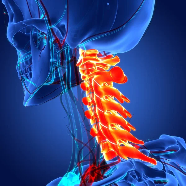 Nsan Iskelet Sistemi Anatomisinin Omurilik Omurgası Boyut — Stok fotoğraf