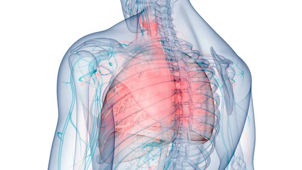 Anatomia Polmonare Del Sistema Respiratorio Umano — Foto Stock