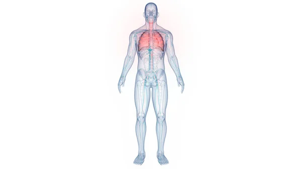 Anatomia Polmonare Del Sistema Respiratorio Umano — Foto Stock